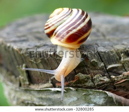 Small snail in garden
