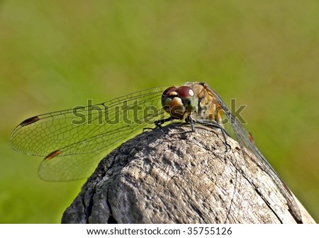 Dragon-fly in garden