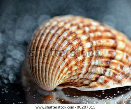 Brown shell on wet background