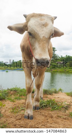 cow standing on ground in farm