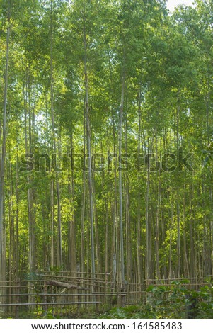 Eucalyptus forest plantation in Thailand, plants for paper industry.