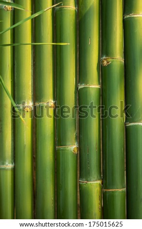 bamboo sticks in a row as background