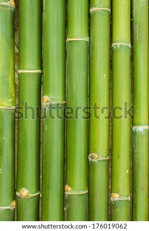 bamboo sticks in a row as background