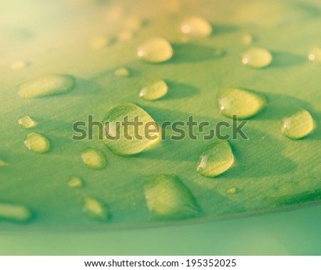 Close-up of a leaf and water drops on it background