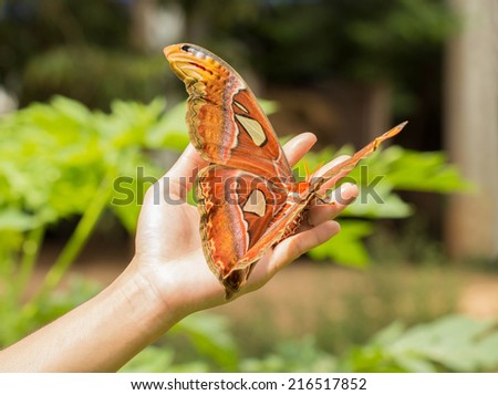 Giant Atlas Moth resting on hand
