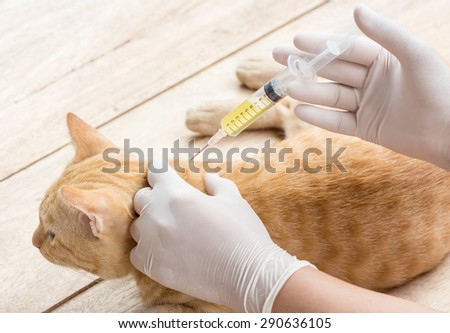 veterinarian is giving a cat a vaccination