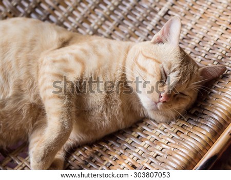 Ginger cat sleeping on chair.
