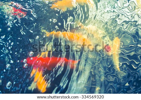 Blurred images of Koi Fish swimming in water,Abstract background.