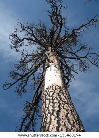 Burnt pine tree in the Sierra, viewed from the ground