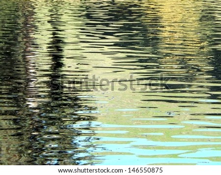 Coots and tree-reflections on rippled water surface of a pond in the East Bay