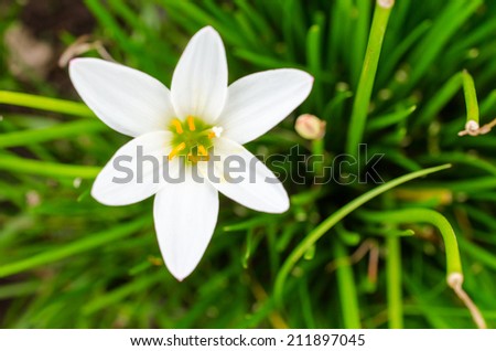 White Flowers with green leaf background