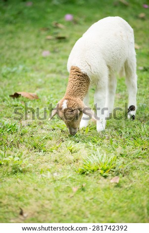 Little Sheep eating grass in the farm