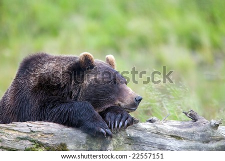 Log Of Grizzly