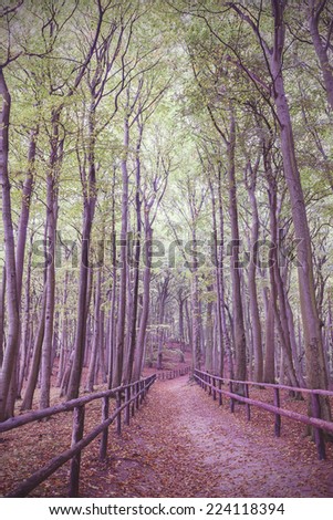 Retro vintage filtered picture of wooden path in forest.