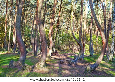 Grove of oddly shaped pine trees in Crooked Forest, Poland.