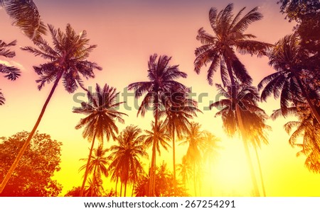 Golden sunset, nature background with palms.