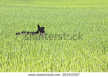 Black dog in a green crop field.