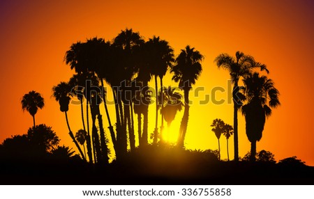 Vintage stylized picture of palms silhouettes at sunset, California, USA.