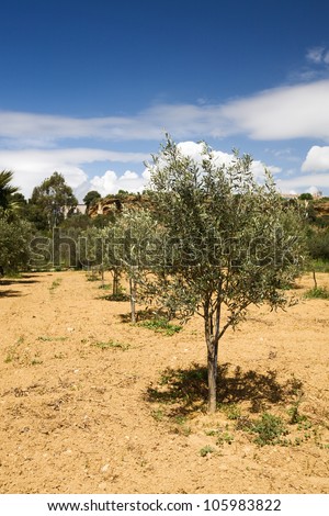 Young olive tree stabilized with pole in olive orchard, Sicily, Italy
