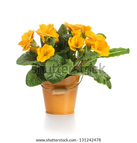 Small bucket of orange primrose flowers on white background