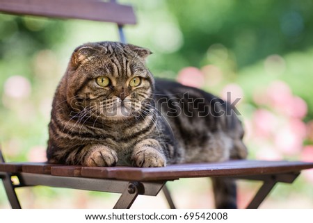 Portrait of cat lying on chair in a garden