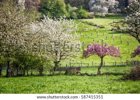Spring idyllic landscape with blossoming trees, green meadow and flock of sheep