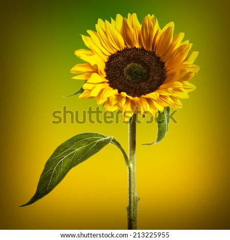 Sunflower with leaves and stem on abstract fancy background
