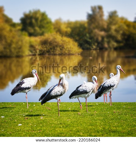 White storks relaxing on the meadow, beautiful lake with trees on background. Animal themes. Wildlife