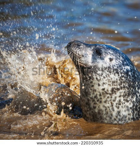 Harbor seal portrait in the blue water on sunny summer day. Animal themes. Wildlife. Selective focus