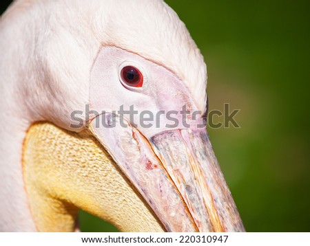 White great pelican portrait. Head of rosy pelican closeup. Animal themes. Wildlife. Selective focus