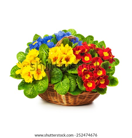Colorful primula spring flowers in basket isolated on white background. Single object with clipping path