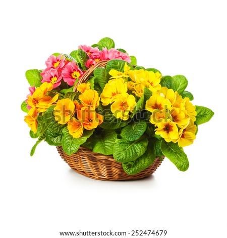 Colorful primula spring flowers in basket isolated on white background. Single object with clipping path