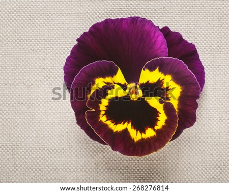 Greeting card with purple pansy. Mothers day concept. Single spring flower on linen fabric background. Copy space