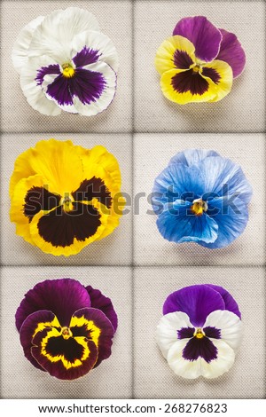 Pansy spring flower heads collection on linen fabric background. Mothers day concept