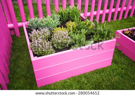 Herb garden. Pink raised beds with herbs and vegetables. Urban garden design