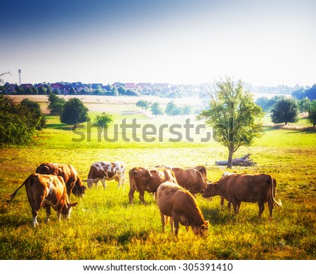 Cows grazing on pasture. Beautiful rural sunny landscape in summer
