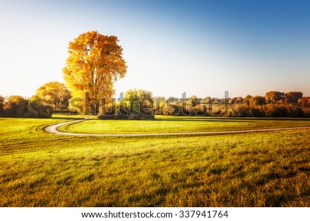 Big linden tree with gold leaves, walking path and grass.  Autumn landscape. Beauty in nature