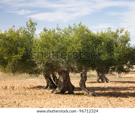 Old olive trees in olive orchard, Djerba, Tunisia, Africa