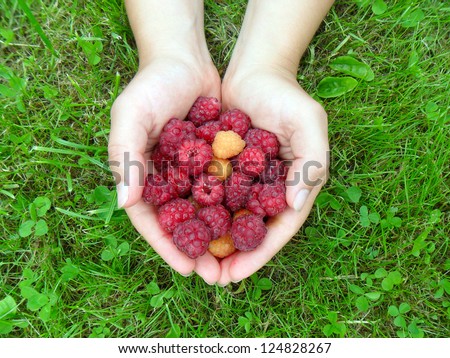 Woman\'s hands with a raspberry on a background of green grass