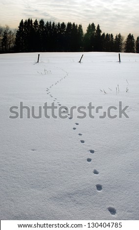 snow and traces of a dog