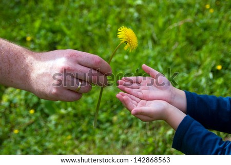 adult hands give dandelion flower in the hands of the child