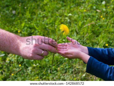 adult hands give dandelion flower in the hands of the child