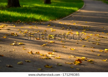 autumn landscape leafs and sun