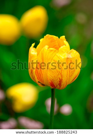 yellow tulip beautiful bouquet of tulips colorful tulips tulips in spring