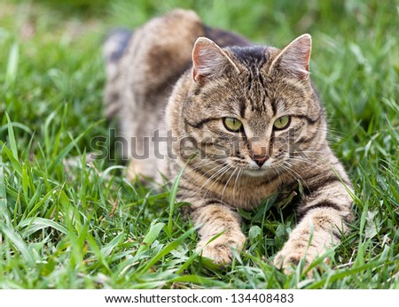 Healthy Cat playing in the green grass