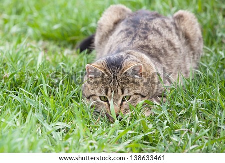 Healthy Cat playing in the green grass