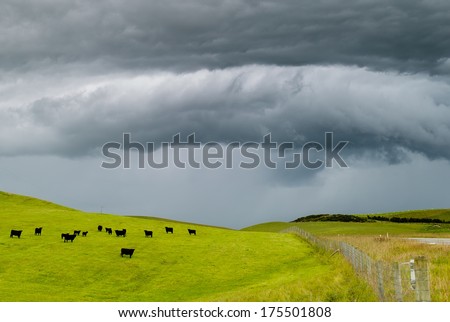 New Zealand landscape with farmland and grazing cows