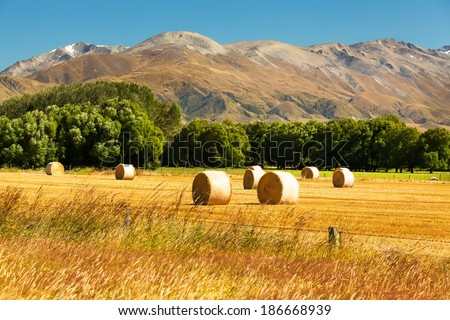 neat round haystacks on the background field, mountain snow peaks, countryside, forests and the nature in Neuve Zeland