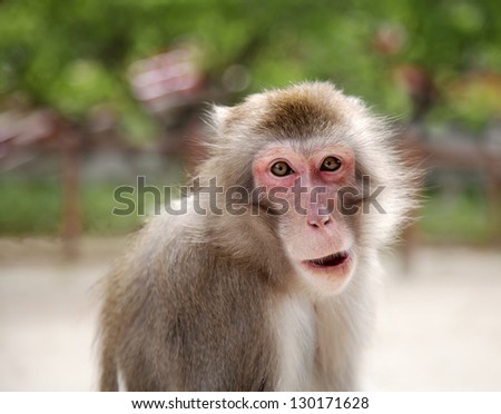 sad monkey over green background