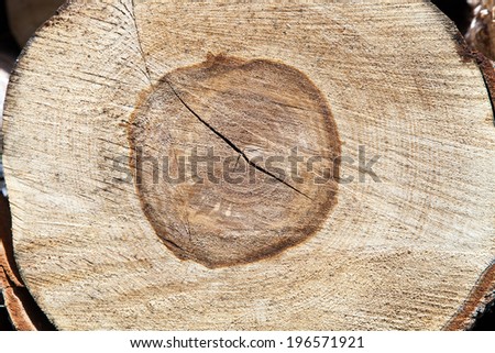 cross-section of a tree